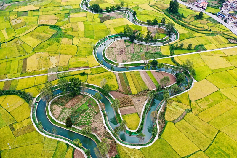 惠水縣擺金鎮(zhèn)清水苑村金黃的稻田與整治后的壩王河融為一體，美不勝收。潘希來 攝