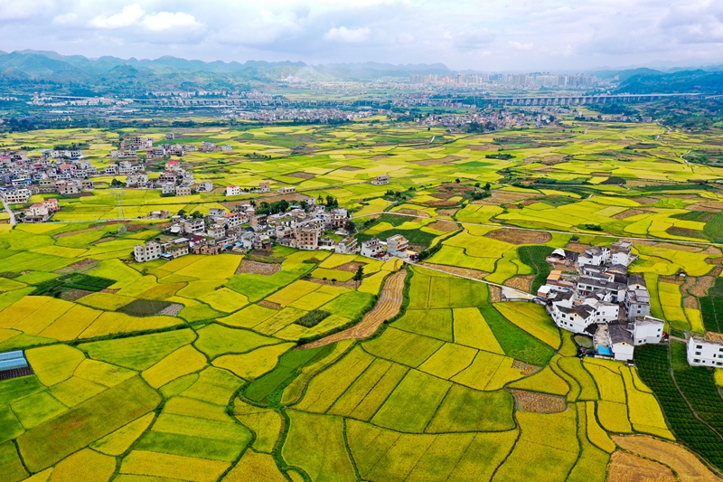 位于惠水縣好花紅鎮(zhèn)的小龍中型灌區(qū)迎來豐收季。潘希來 攝 (1).JPG