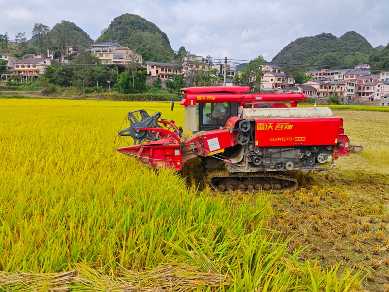 觀游村機收水稻現場。