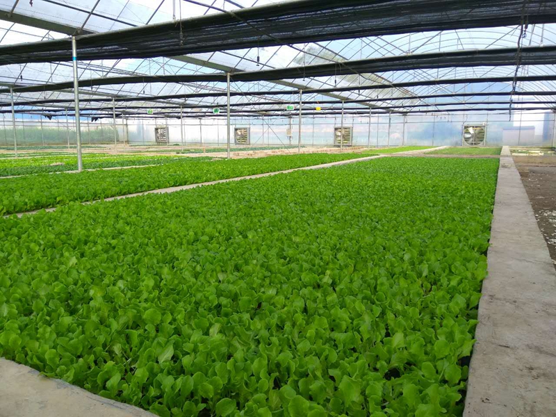 綠色生態蔬菜基地。