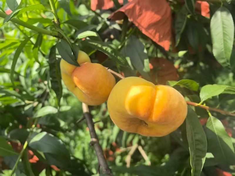 王莊鄉小坡村的蟠桃。