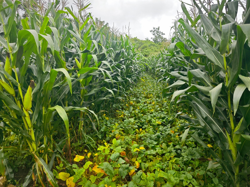 大豆玉米帶狀復合種植。