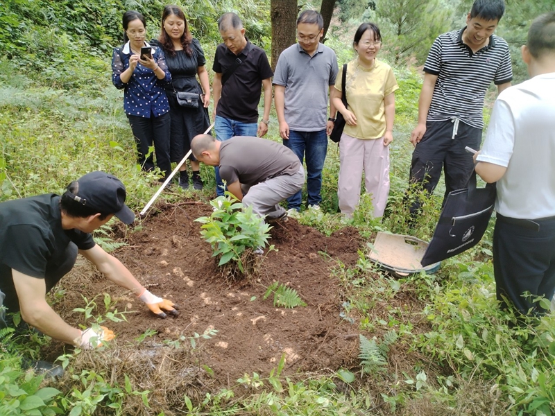 林下仿野生天麻測產現場。