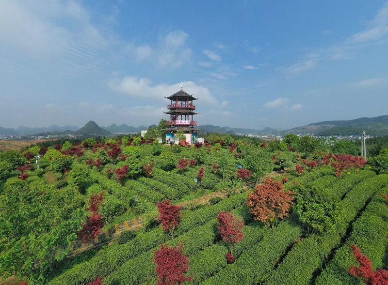 清鎮市紅楓山韻茶場。