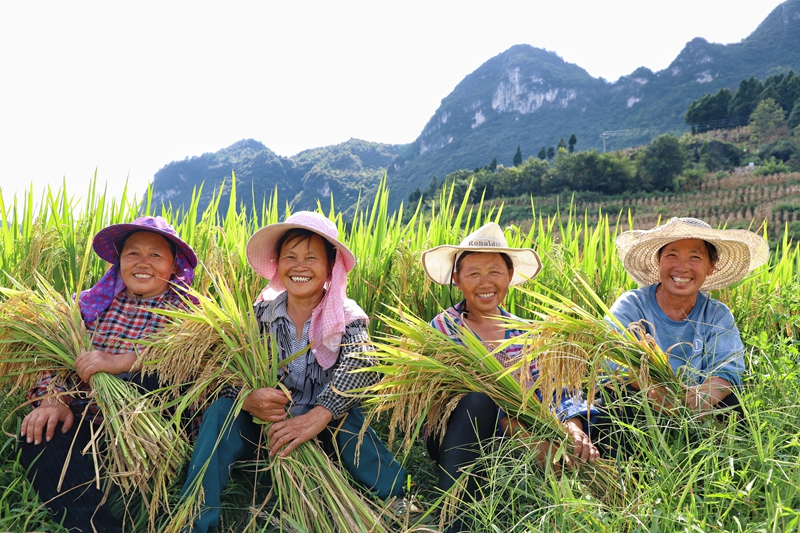 圖為:高寨鄉(xiāng)農(nóng)民迎接豐收的喜悅