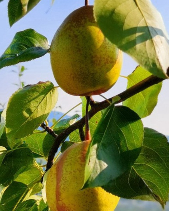 個頭碩大的“官梨”。張元興攝