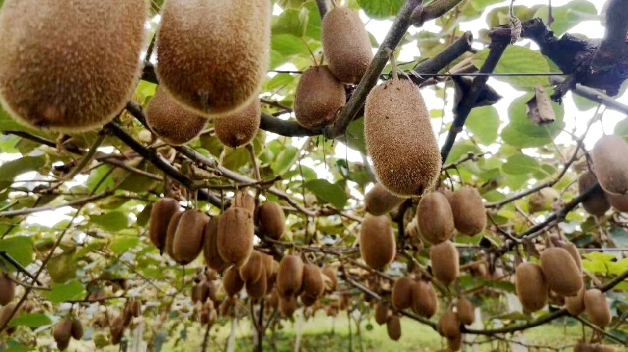 圖為獼猴桃掛滿枝頭。