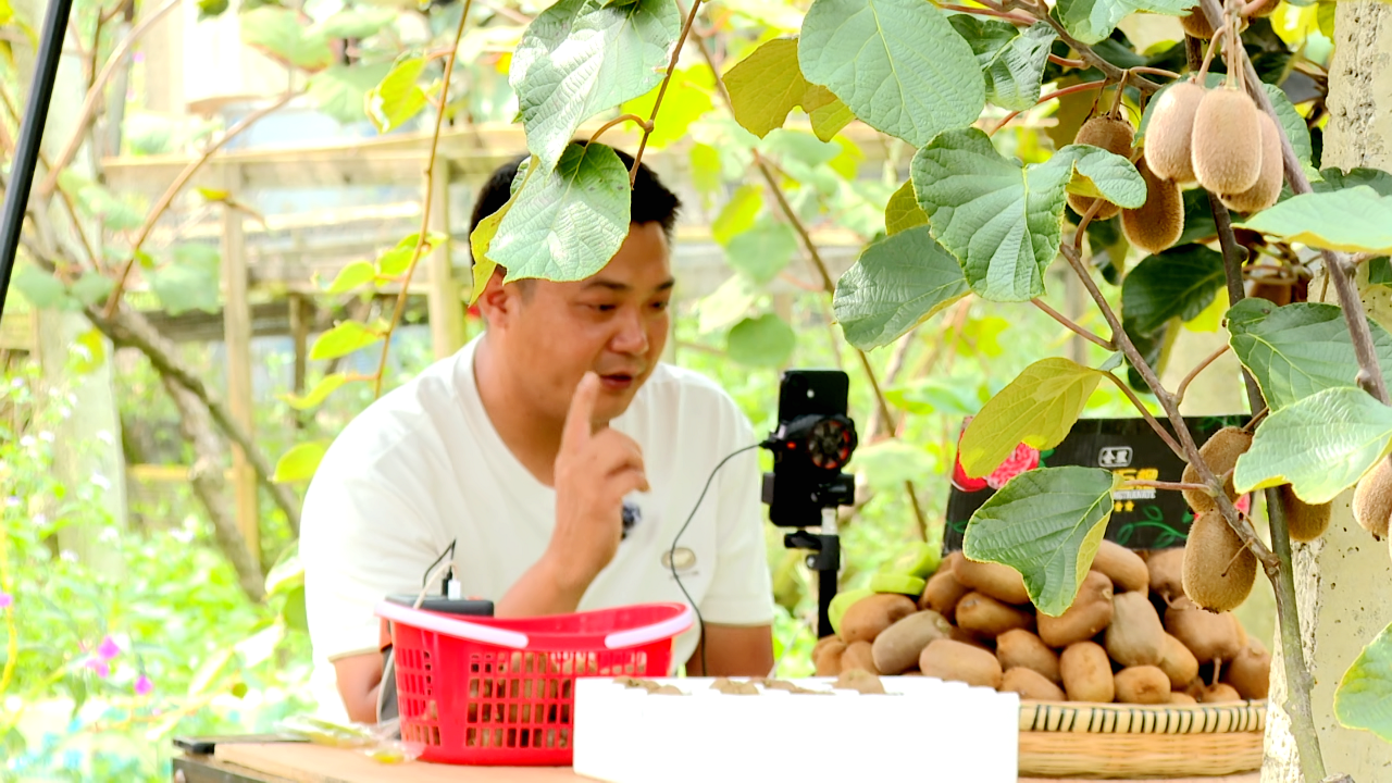 圖為直播銷售獼猴桃。