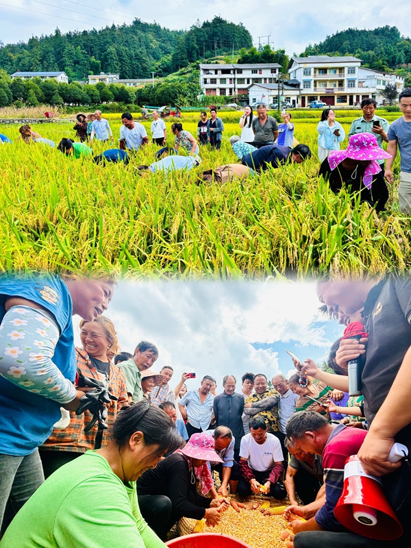 金秋九月，九龍街道白坭村的稻田里一片歡騰。每年一次的豐收節活動正在開展。王燁  攝.jpg