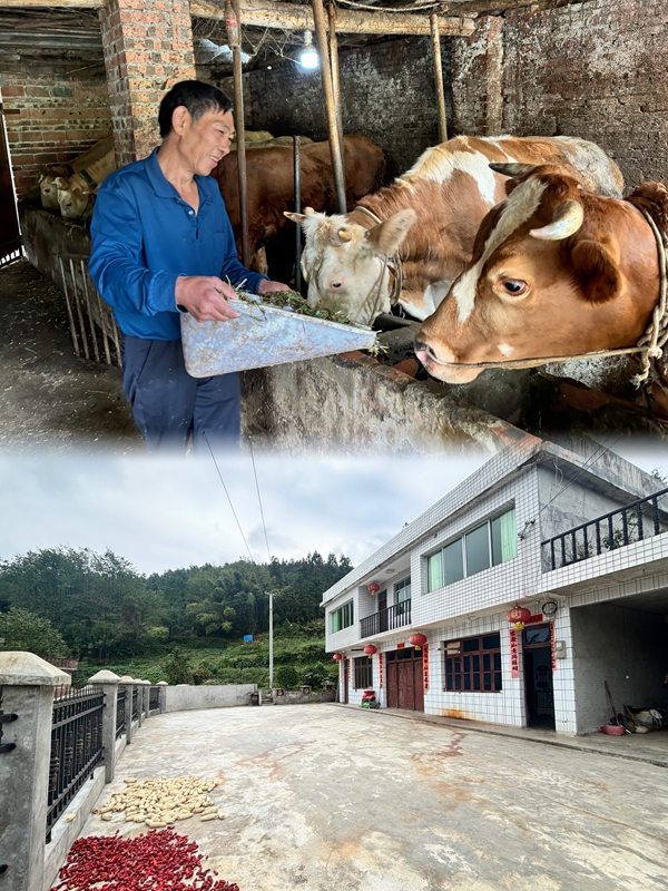 肉牛養殖大戶雷光武的牛棚里，14頭肉牛膘肥體壯。翻新的房子、新打的院壩干凈整潔。王燁  攝.jpg