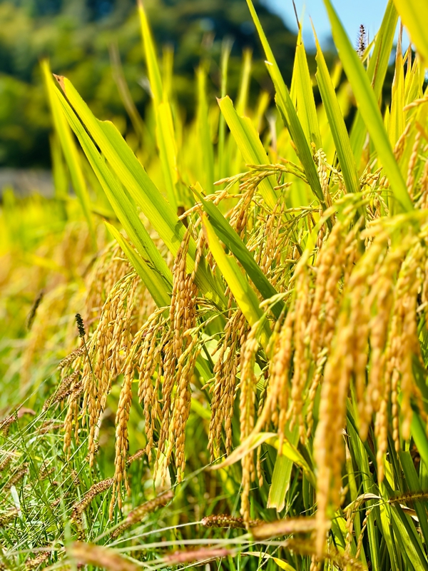 白坭村沒有丟掉傳統，蔬菜、高粱、水稻等在田間地頭蓬勃生長。王燁  攝.jpg