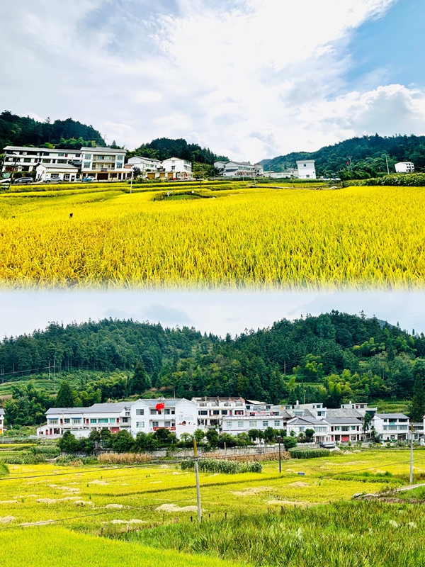 掩映在金色稻田中的白坭村。王燁  攝.jpg