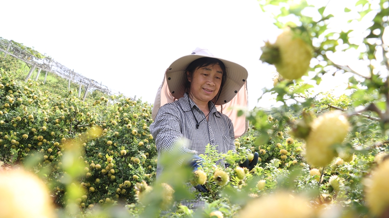 貴州獨山:斑斕秋色染大地 稻浪千重起歡歌。