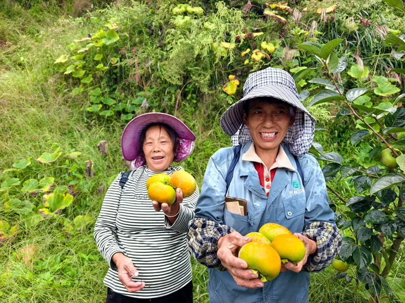 果農捧著收獲的柿子,臉上洋溢笑容,盡顯農忙時節的活力與勞作的幸福。李富美 攝.jpg