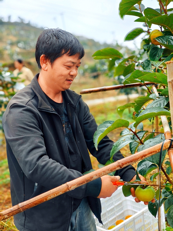 徐華檸正在采摘柿子。李富美 攝.jpg