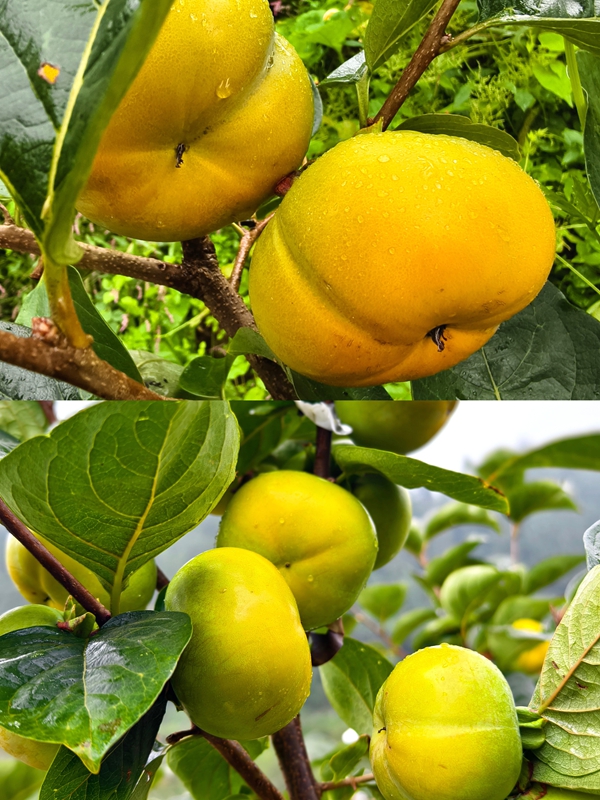 枝頭掛滿橙紅、翠綠相間的柿子,飽滿誘人。李富美 攝.jpg