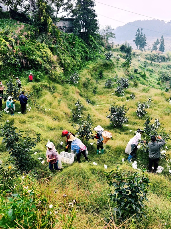 基地里,果農們手持果剪,忙碌地采收柿子。李富美 攝.jpg