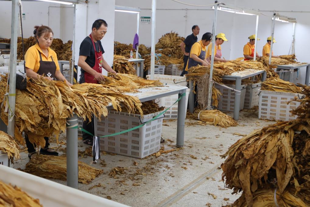 馮山鎮煙葉站石頭收購站工作人員分揀煙葉。