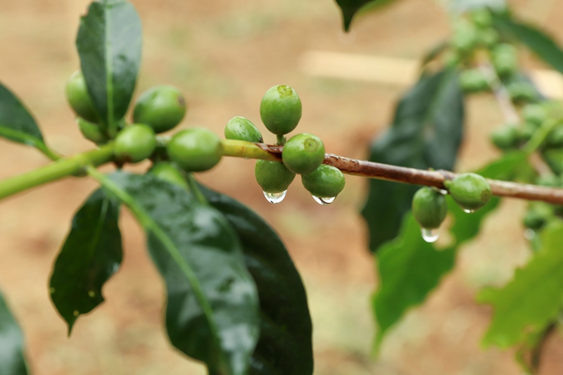 剛澆過水的咖啡樹。沈建華 攝.JPG