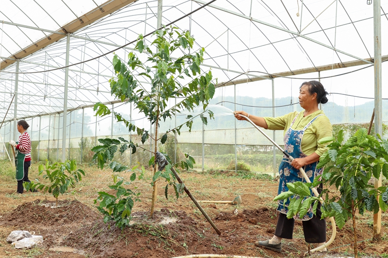 工人給剛種下的咖啡樹澆水。沈建華 攝.JPG