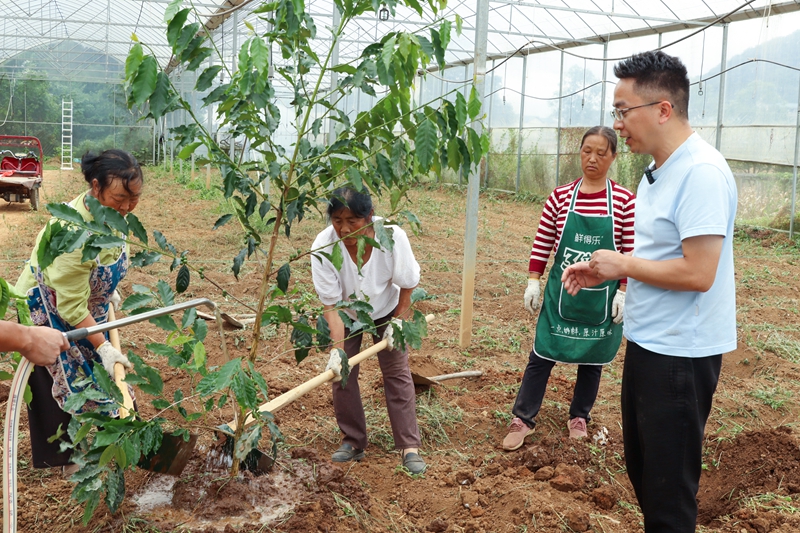 專家現(xiàn)場指導(dǎo)種植咖啡樹。沈建華 攝 (2).JPG