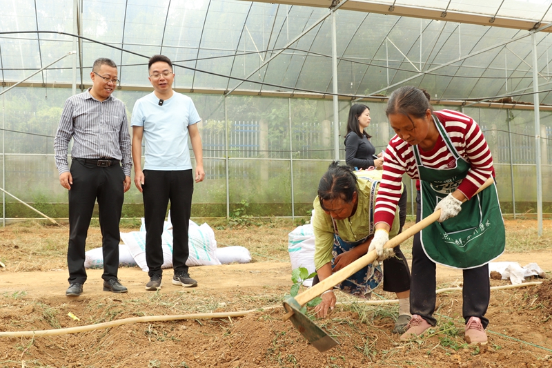 專家現(xiàn)場指導(dǎo)種植咖啡樹。沈建華 攝.JPG