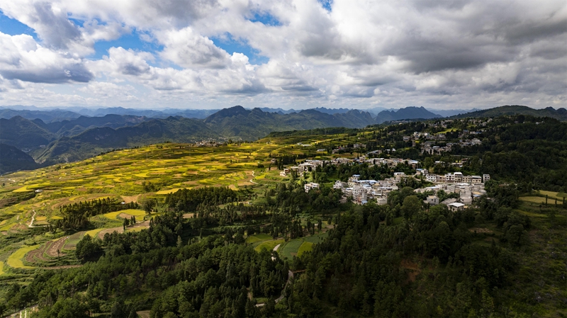 貴州省黔南布依族苗族自治州羅甸縣沫陽鎮羊場梯田水稻豐收一景。