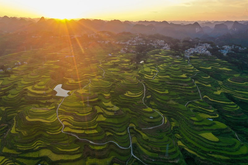 貴州省黔南布依族苗族自治州羅甸縣沫陽鎮(zhèn)羊場梯田水稻豐收一景。