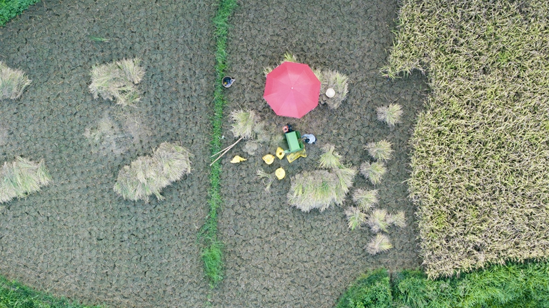 貴州省黔南布依族苗族自治州羅甸縣沫陽鎮羊場梯田水稻豐收一景。