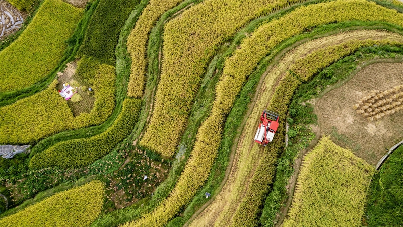 貴州省黔南布依族苗族自治州羅甸縣沫陽鎮羊場梯田水稻豐收一景。 