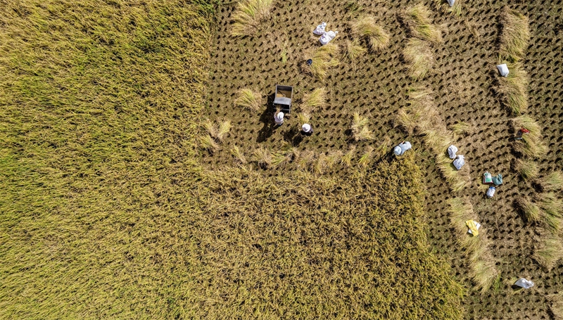 貴州省黔南布依族苗族自治州羅甸縣沫陽鎮(zhèn)羊場梯田水稻豐收一景。