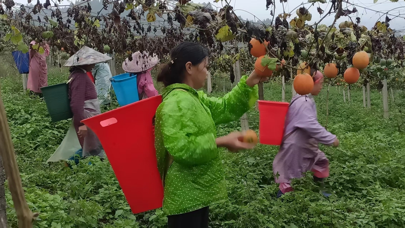 瓜農們忙于搶收吊瓜。