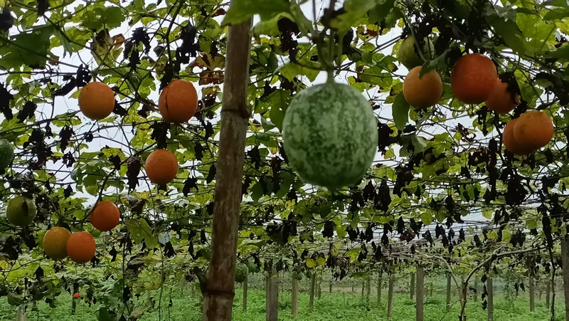 基地內一個個“金”吊瓜錯落有致地懸掛于瓜藤上。