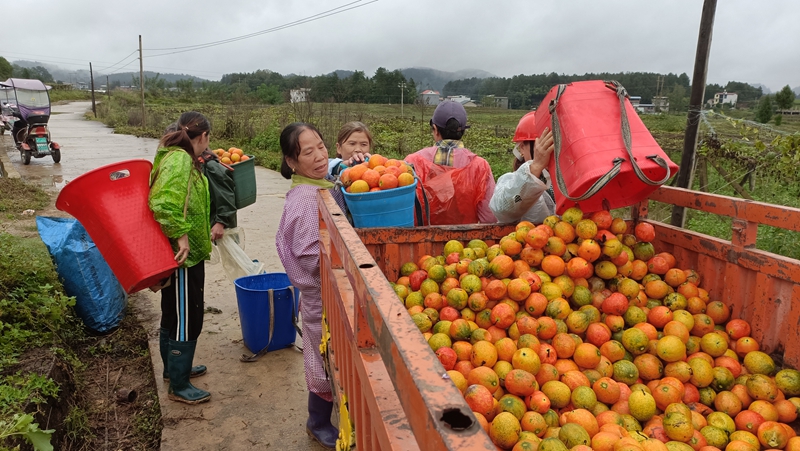 瓜農們忙于將采摘的吊瓜裝車。