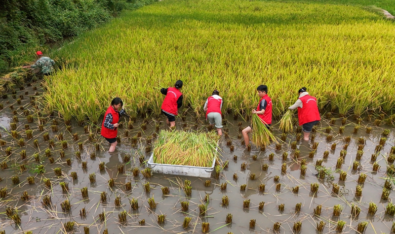 青年志愿者正在田間搶收成熟的稻谷。羅崢銘 攝 (1)