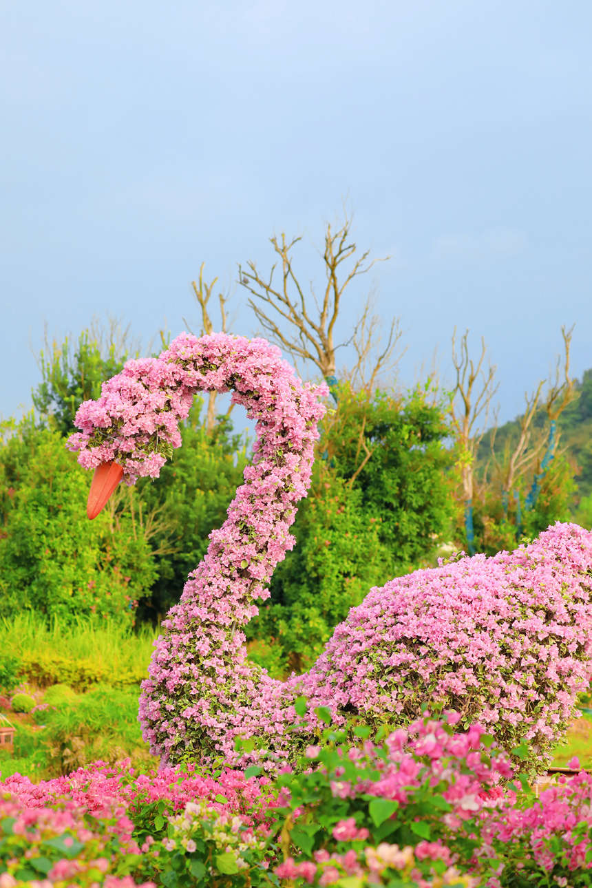 鮮花擺出的天鵝造型。