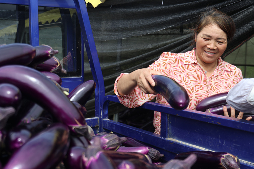 施秉縣雙井鎮村民將茄子裝車。