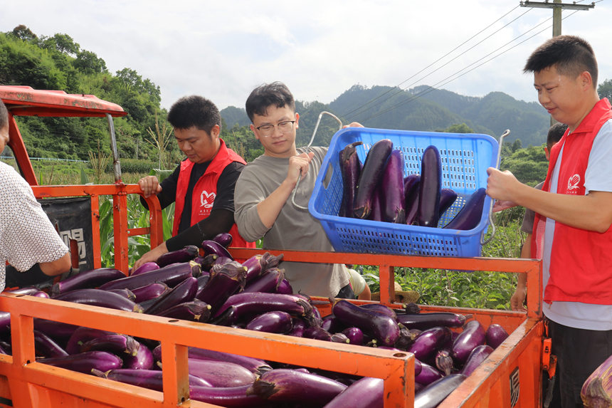 施秉縣雙井鎮志愿者將茄子裝車。