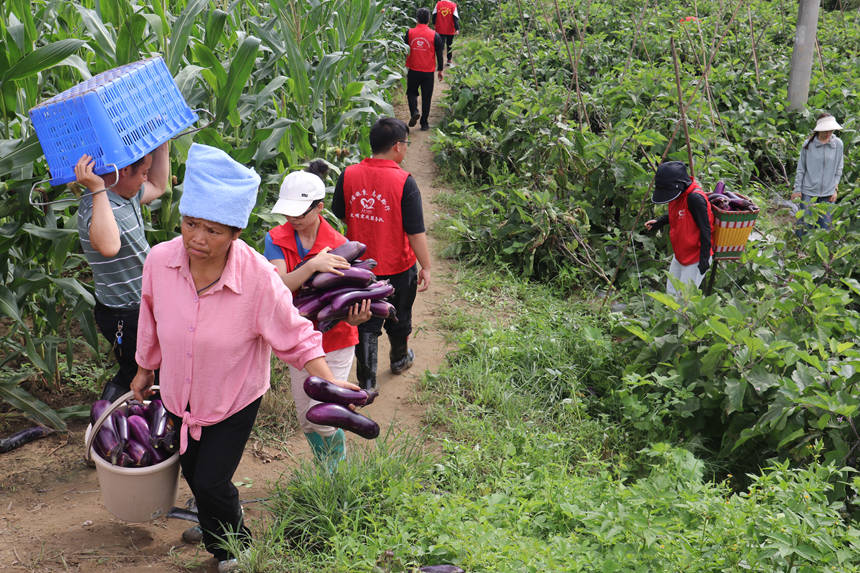 施秉縣雙井鎮工作人員、志愿者為幫忙采收茄子。