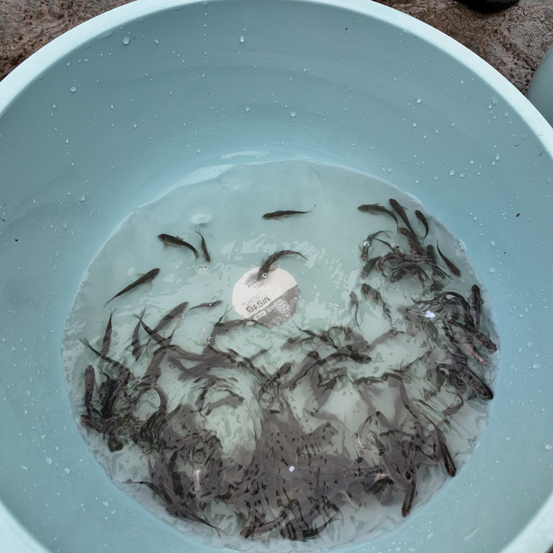 將放赤水河的育苗活蹦亂跳。