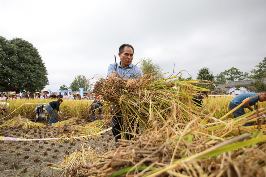 參賽人員進行農耕四項賽秋收(賽場收谷)項目。石銀超攝