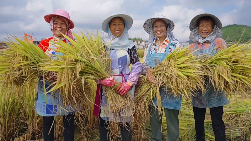 稻谷豐收啦,農民笑啦。