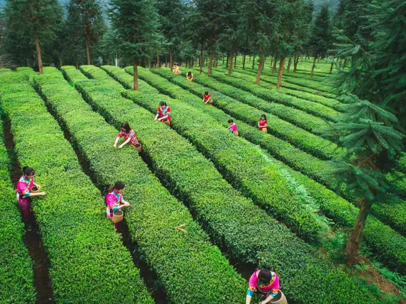 梵山凈水育新機 抹茶飄香興鄉村。