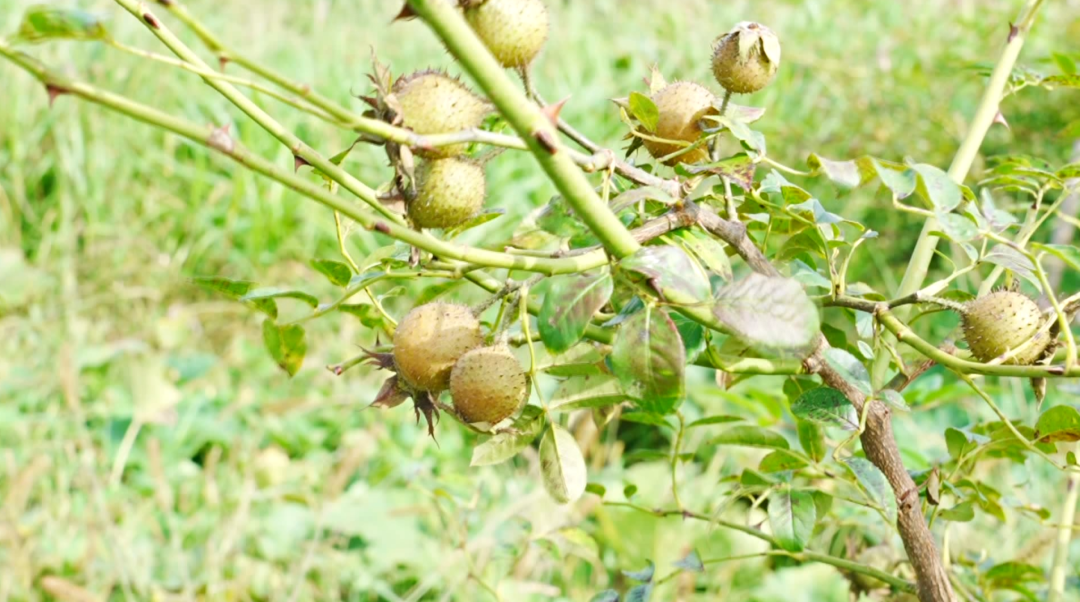 小果子撬動大產(chǎn)業(yè) 托起群眾甜日子。