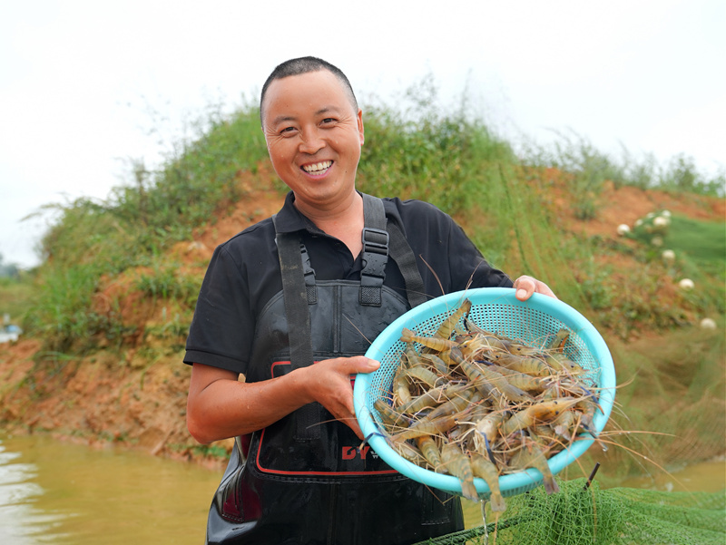 貴州平壩羅氏蝦豐收上市。