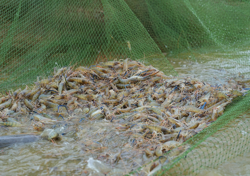 貴州平壩羅氏蝦豐收上市。