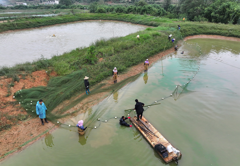 貴州平壩羅氏蝦豐收上市。