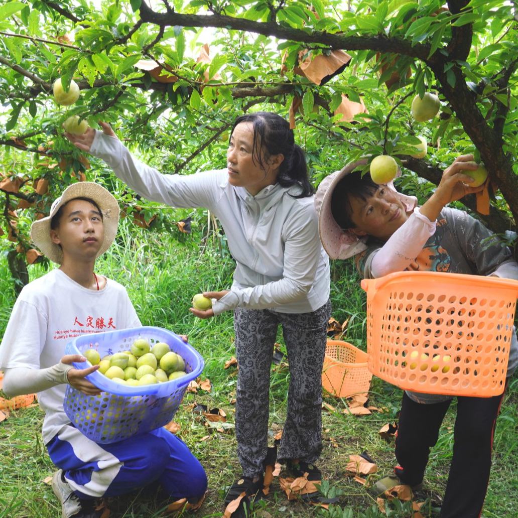 炎炎夏日，瓜果飄香。貴州省清鎮市犁倭鎮下寨村的群山環抱間，藏著一片甜蜜天地——黃金李熟了。