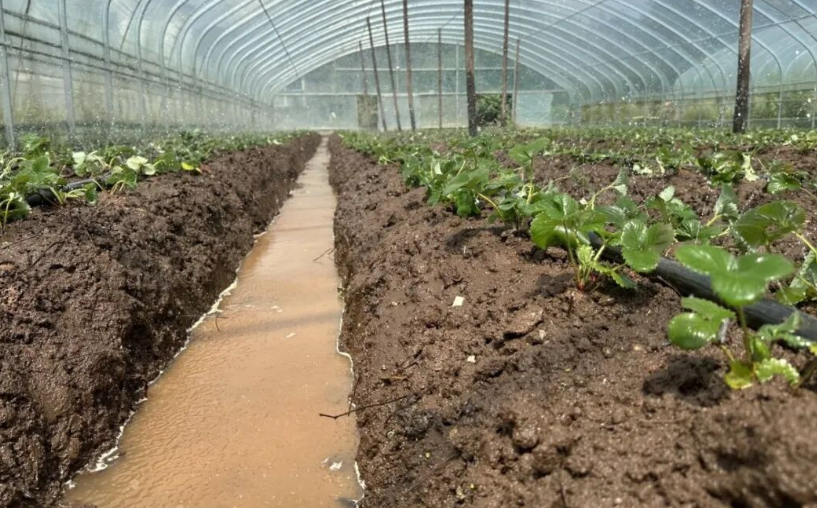 村民正在移栽草莓。周琬祺攝