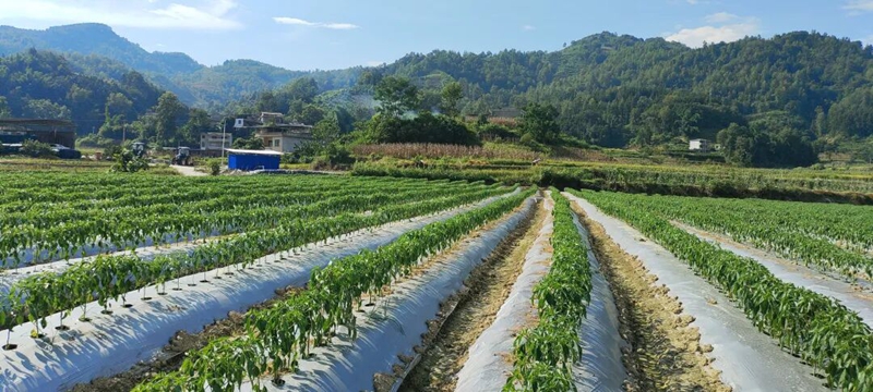 逢亭鎮(zhèn)祥腳村秋延晚辣椒種植基地.jpg